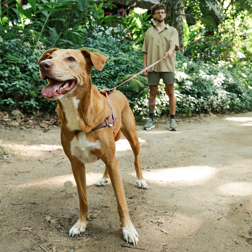 Guia Longa da Cachorros Naturals Cocoa