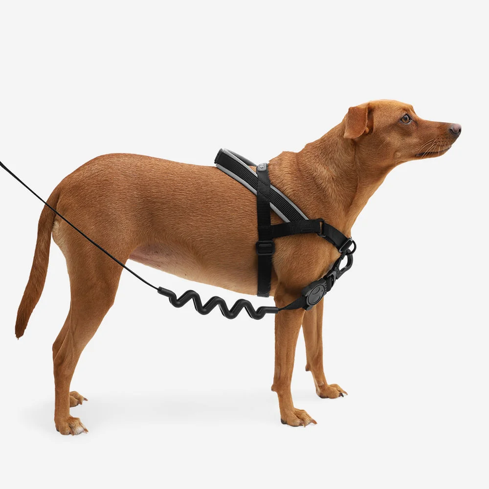 Peitoral Antipuxão SofterWalk para Cachorros Gotham