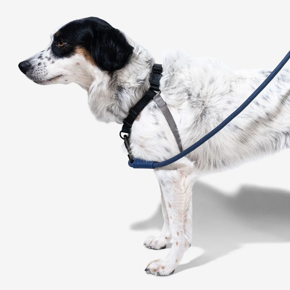 Peitoral para Cachorros Antipuxão Gotham