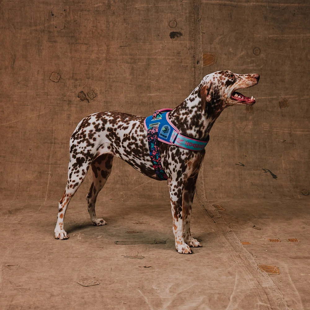 Peitoral para Cachorros FlyHarness Reebok Aerobic